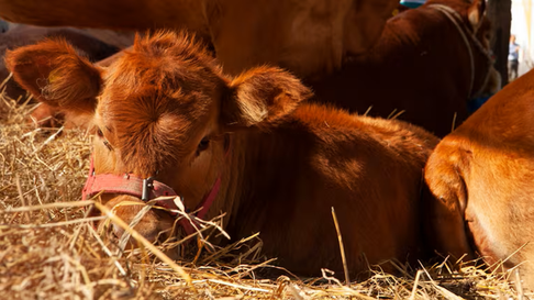 Robaron y mataron tres terneros de una finca, minutos después fueron detenidos. | Imagen ilustrativa. Robaron y mataron tres terneros de una finca, minutos después fueron detenidos. | Imagen ilustrativa.