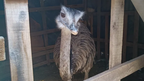 lo denunciaron los vecinos porque tenia un nandu escondido en el patio: cual fue su excusa lo denunciaron los vecinos porque tenia un nandu escondido en el patio: cual fue su excusa