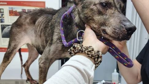 La perra rescatada en La Plata se encuentra en tránsito La perra rescatada en La Plata se encuentra en tránsito