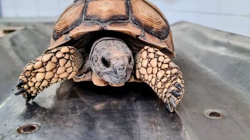 La tortuga fue rescatada en un operativo que incluyó amplio despliegue en la ruta. La tortuga fue rescatada en un operativo que incluyó amplio despliegue en la ruta.