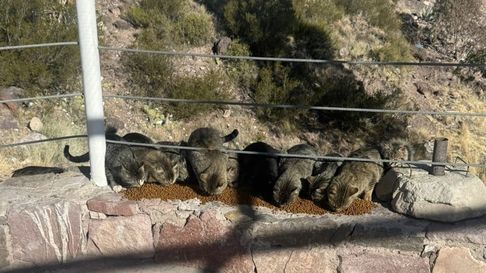 Los animales quedan a merced del cuidado de proteccionistas independientes. Los animales quedan a merced del cuidado de proteccionistas independientes.