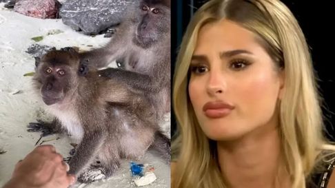 julieta poggio fue atacada por monos en tailandia julieta poggio fue atacada por monos en tailandia