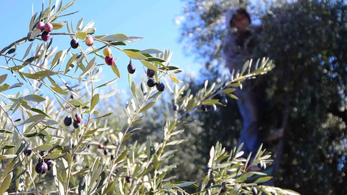 Se robaron 30 kilos de aceitunas en una finca de Maipú. Se robaron 30 kilos de aceitunas en una finca de Maipú.