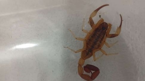 como prevenir y que hacer ante la picadura de alacranes como prevenir y que hacer ante la picadura de alacranes