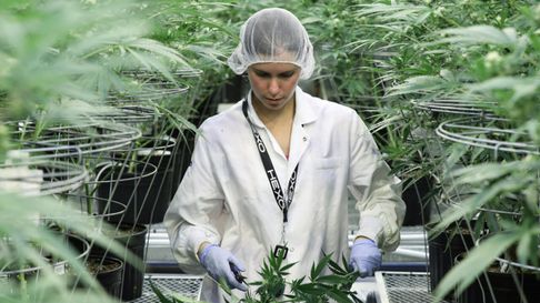 El Senado de Mendoza aprobó la creación el Registro Provincial de cannabis y Cáñamo Industrial. El Senado de Mendoza aprobó la creación el Registro Provincial de cannabis y Cáñamo Industrial.