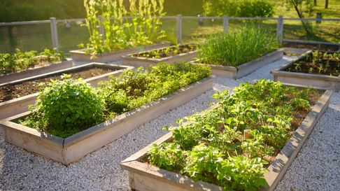 La UNCUYO dictará un curso presencial sobre huerta sustentable para autoconsumo La UNCUYO dictará un curso presencial sobre huerta sustentable para autoconsumo