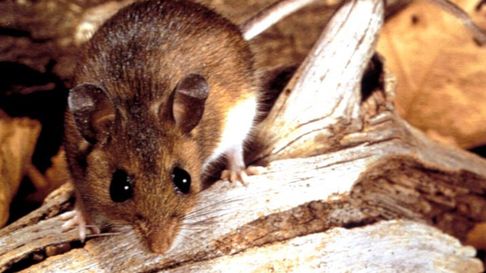 Las dos muertes por hantavirus que se registraron en la zona reavivaron la preocupación de sus habitante, tras el brote que se registró en 2018 y que provocó la muerte de once personas solo en Epuyén. Las dos muertes por hantavirus que se registraron en la zona reavivaron la preocupación de sus habitante, tras el brote que se registró en 2018 y que provocó la muerte de once personas solo en Epuyén.