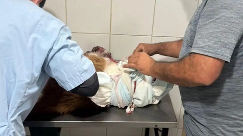 rescataron a un perro que sufria maltrato animal en romero rescataron a un perro que sufria maltrato animal en romero