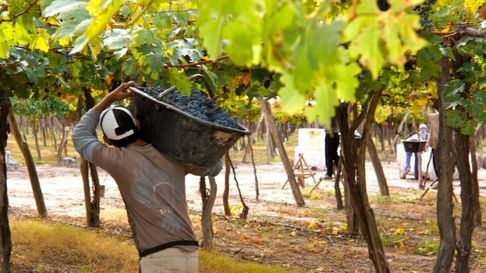 Una debacle en la cadena de pagos se expandió desde las bases hacia el extremo superior de la pirámide de uno de los sectores con mayor incidencia sobre la economía de la provincia. Una debacle en la cadena de pagos se expandió desde las bases hacia el extremo superior de la pirámide de uno de los sectores con mayor incidencia sobre la economía de la provincia.