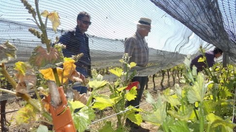 Operativo contra la polilla de la vid. Imagen ilustrativa. Operativo contra la polilla de la vid. Imagen ilustrativa.