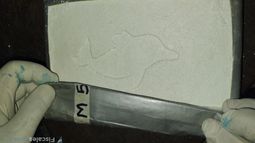 Llevan a juicio a 14 imputados por tráfico de cocaína.