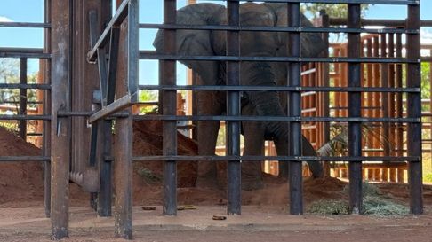 La elefante Kenya ya está instalada en el santuario ubicado en Mato Grosso, Brasil. La elefante Kenya ya está instalada en el santuario ubicado en Mato Grosso, Brasil.