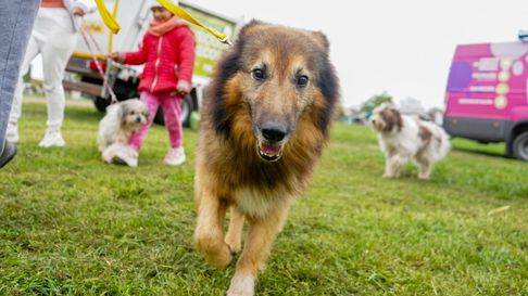 Plaza Malvinas y Plaza Belgrano de La Plata realizarán ferias para perros y gatos rescatados Plaza Malvinas y Plaza Belgrano de La Plata realizarán ferias para perros y gatos rescatados