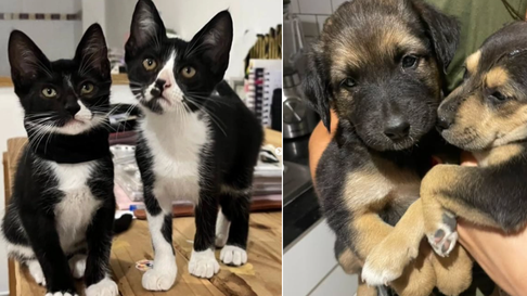 rescatistas de la plata piden ayuda urgente para saldar sus deudas rescatistas de la plata piden ayuda urgente para saldar sus deudas