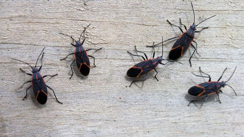 La chinche del arce no representa peligro para humanos, mascotas ni árboles La chinche del arce no representa peligro para humanos, mascotas ni árboles