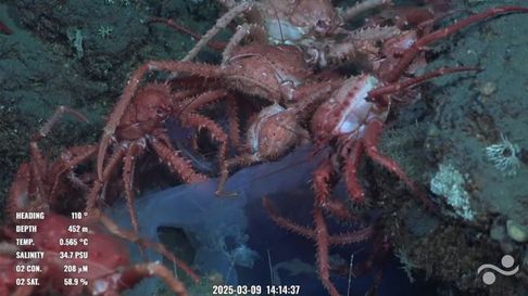 Científicos del CONICET transmiten en vivo una misión a casi 4.000 metros de profundidad en el Cañón Mar del Plata. Científicos del CONICET transmiten en vivo una misión a casi 4.000 metros de profundidad en el Cañón Mar del Plata.