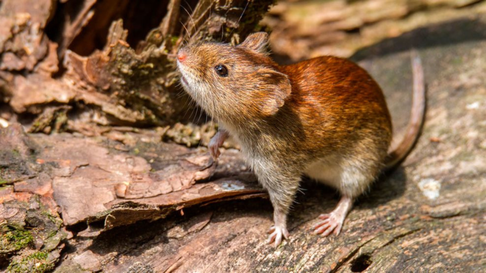 tres muertos en un crucero que partio de argentina: investigan posible brote de hantavirus tres muertos en un crucero que partio de argentina: investigan posible brote de hantavirus