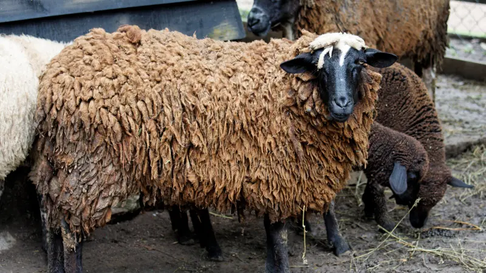 El sujeto fue sorprendido tratando de robar en una finca. imagen ilustrativa El sujeto fue sorprendido tratando de robar en una finca. imagen ilustrativa