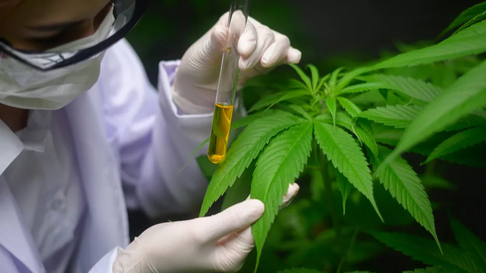 la provincia lanzo un programa de cannabis terapeutico la provincia lanzo un programa de cannabis terapeutico