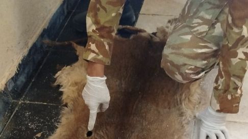 le allanaron su casa y encontraron restos de un puma que habia cazado le allanaron su casa y encontraron restos de un puma que habia cazado