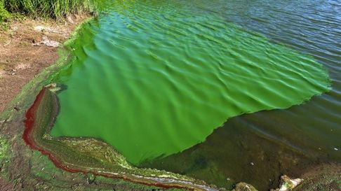comienzan a incrementarse alertas por cianobacterias en la provincia comienzan a incrementarse alertas por cianobacterias en la provincia