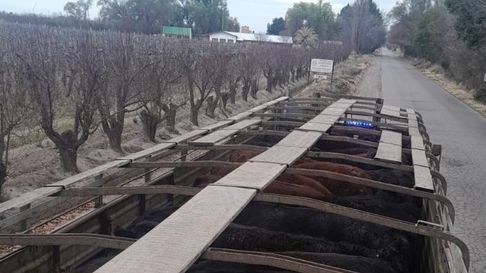 Los bovinos transportados irregularmente en General Alvear Los bovinos transportados irregularmente en General Alvear