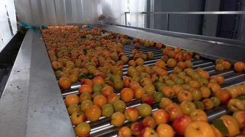 El durazno es una de las frutas más importantes para los productores mendocinos. El durazno es una de las frutas más importantes para los productores mendocinos.