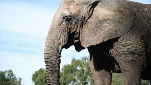 Kenya dejó Mendoza y la provincia se queda sin elefantes. Kenya dejó Mendoza y la provincia se queda sin elefantes.