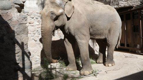 Elefante Tamy en el ecoparque de Mendoza Elefante Tamy en el ecoparque de Mendoza