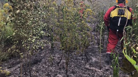 Así trabajaban los bomberos en el incendio de campo de Ruta 36, al oeste de La Plata. Así trabajaban los bomberos en el incendio de campo de Ruta 36, al oeste de La Plata.