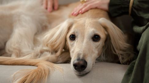 como cuidar a las mascotas en esta navidad como cuidar a las mascotas en esta navidad
