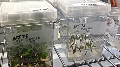 Investigadores del CONICET disertarán en La Enoteca de Mendoza sobre edición genética y sus implicancias éticas y productivas. Entrada libre y gratuita. Investigadores del CONICET disertarán en La Enoteca de Mendoza sobre edición genética y sus implicancias éticas y productivas. Entrada libre y gratuita.