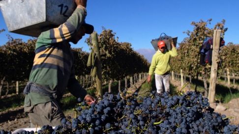 ¿Arranca la vendimia? Hay malestar entre los obreros de viña por los bajos salarios que acordó SOEVA a fines de 2024. ¿Arranca la vendimia? Hay malestar entre los obreros de viña por los bajos salarios que acordó SOEVA a fines de 2024.