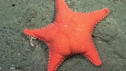 La estrella culona, como se llamó popularmente a la estrella de mar que enfocó el Conicet. La estrella culona, como se llamó popularmente a la estrella de mar que enfocó el Conicet.
