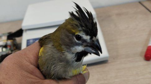 Tráfico ilegal de aves en el paso Libertadores: rescataron aves en peligro, entre ellas cardenales amarillos. Tráfico ilegal de aves en el paso Libertadores: rescataron aves en peligro, entre ellas cardenales amarillos.