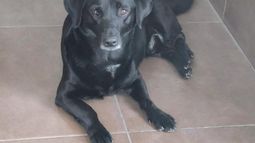 La Plata: hallaron al perro del Cuartel de Bomberos en Los Hornos La Plata: hallaron al perro del Cuartel de Bomberos en Los Hornos