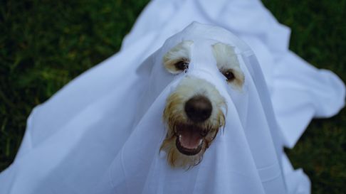 llega el gran desfile de mascotas por halloween en la plata llega el gran desfile de mascotas por halloween en la plata