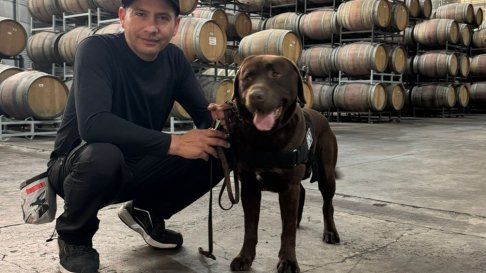 Perros cuidan la calidad del vino. Perros cuidan la calidad del vino.