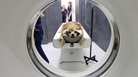 la facultad de veterinaria de la unlp hace historia: incorporo un tomografo de alta complejidad la facultad de veterinaria de la unlp hace historia: incorporo un tomografo de alta complejidad