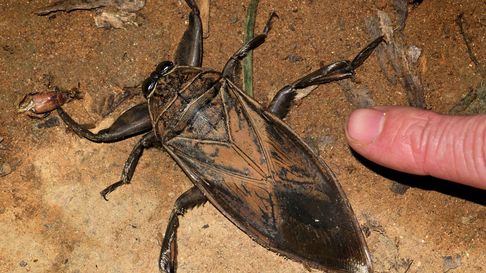 Las cucarachas de agua invadieron La Plata y el AMBA Las cucarachas de agua invadieron La Plata y el AMBA