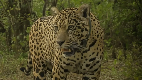 buscan a la yaguarete acai: ofrecen una recompensa record de $250 millones buscan a la yaguarete acai: ofrecen una recompensa record de $250 millones