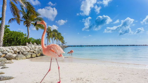 Aerolíneas Argentinas operará vuelos directos desde Ezeiza, Aeroparque, Córdoba y Mendoza a Aruba desde enero 2026. Aerolíneas Argentinas operará vuelos directos desde Ezeiza, Aeroparque, Córdoba y Mendoza a Aruba desde enero 2026.