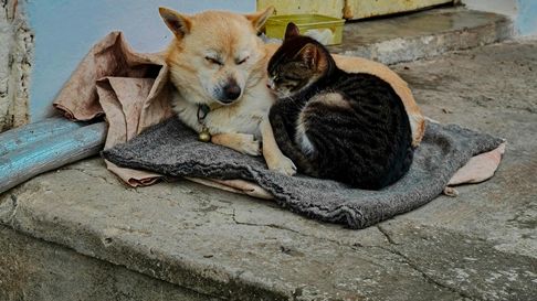 un refugio de guaymallen pide ayuda urgente para vacunar a mas de 200 animales un refugio de guaymallen pide ayuda urgente para vacunar a mas de 200 animales