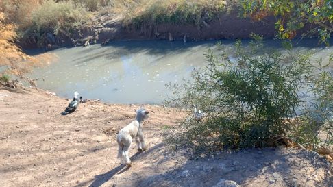 La contaminación del Pescara afecta una amplia zona productiva de Guaymallén y Lavalle. La contaminación del Pescara afecta una amplia zona productiva de Guaymallén y Lavalle.