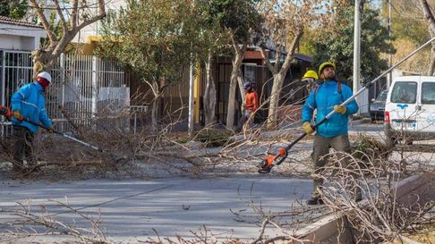 mendoza salio a unificar criterios para la poda del arbolado publico mendoza salio a unificar criterios para la poda del arbolado publico