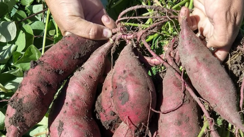 llega a la plata la 3° fiesta de la batata llega a la plata la 3° fiesta de la batata