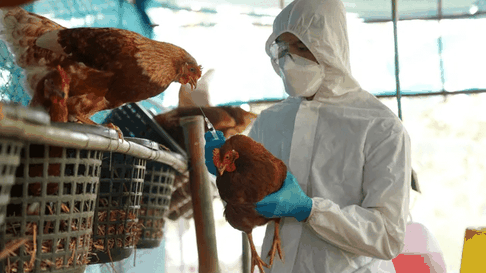 China suspendió las importaciones de pollo argentino tras detectarse un caso de gripe aviar en el país, a solo cinco meses de reabrir el mercado. China suspendió las importaciones de pollo argentino tras detectarse un caso de gripe aviar en el país, a solo cinco meses de reabrir el mercado.