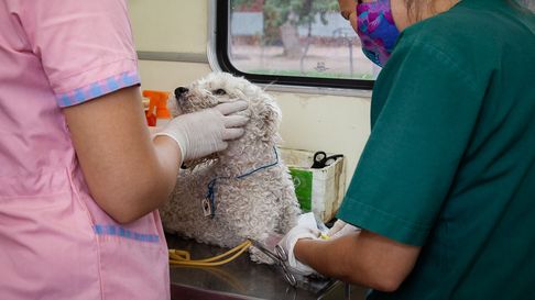 Los turnos para servicios veterinarios se pueden pedir con una aplicación. Los turnos para servicios veterinarios se pueden pedir con una aplicación.