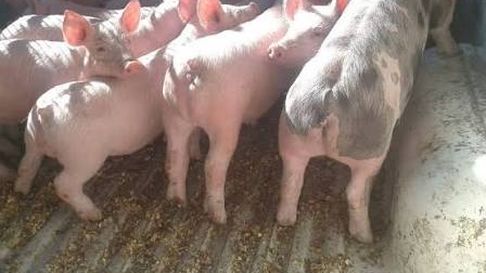 Los chanchitos fueron robados de un corral. Los chanchitos fueron robados de un corral.