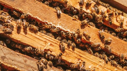 Durante las dos jornadas del evento, se ofrecerá un programa de charlas técnicas con expositores de gran trayectoria en el ámbito apícola. Durante las dos jornadas del evento, se ofrecerá un programa de charlas técnicas con expositores de gran trayectoria en el ámbito apícola.